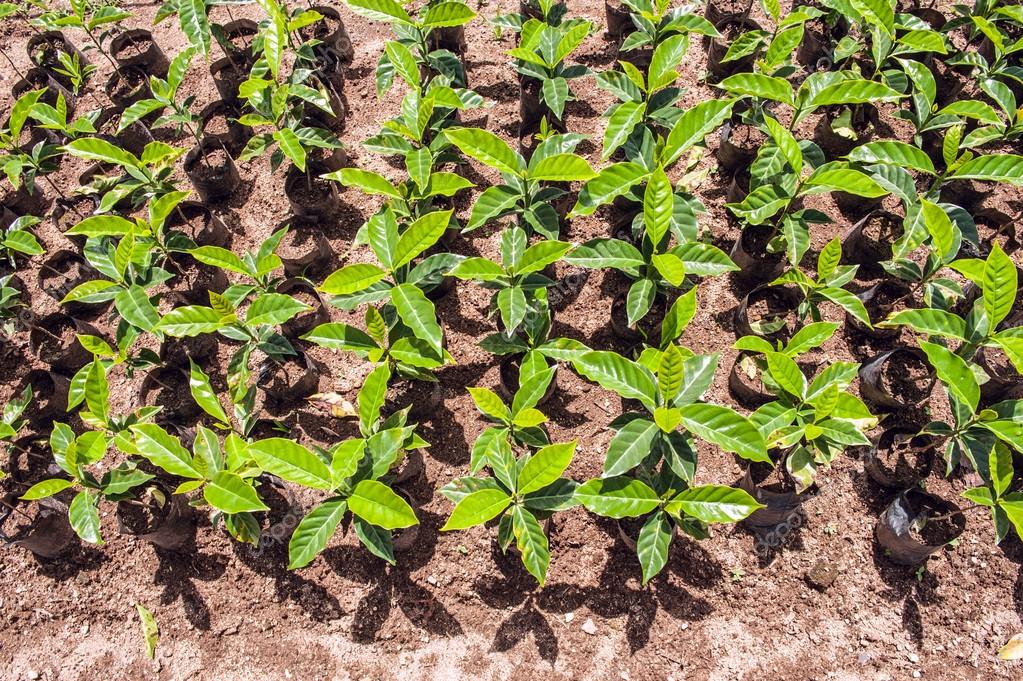 Organic Coffee trees for sale, Ecuador Stock Photo by ©xura 54768579