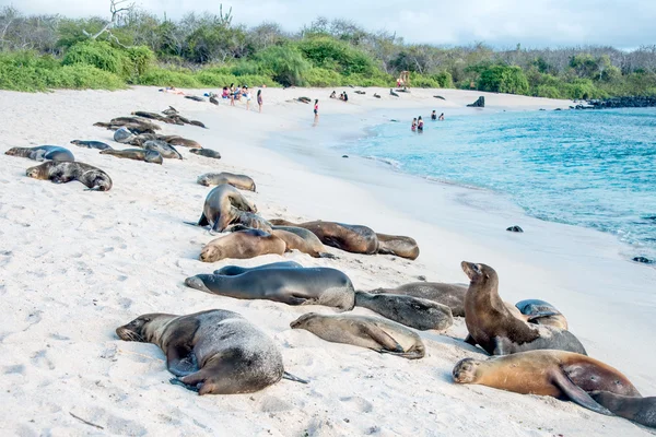 Lwy morskie, odpoczynek w promieniach słońca, Galapagos — Zdjęcie stockowe