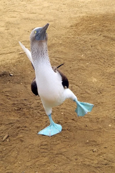 Wesoły krycia taniec boobie niebieski pieszy. Galapagos, Ekwador — Zdjęcie stockowe