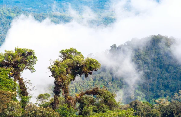 Von andes bis amazon, blick auf den tropischen regenwald, ecuador — Stockfoto