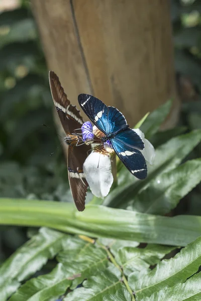 Borboletas em flor tropical exótica, Equador — Fotografia de Stock