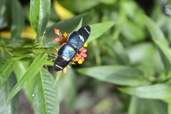 Mariposas en exótica flor tropical, Ecuador — Foto de Stock