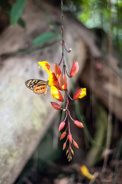 Butterflies on exotic tropical flower, Ecuador — Stock Photo, Image