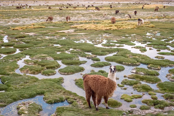 Lamor i bergen nära Paso de Jama, Argentina-Chile — Stockfoto