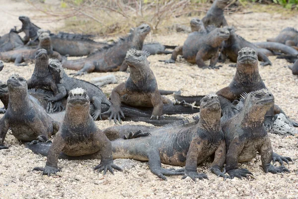 Deniz Iguanas güneşte Galapagos güneşlenmek — Stok fotoğraf