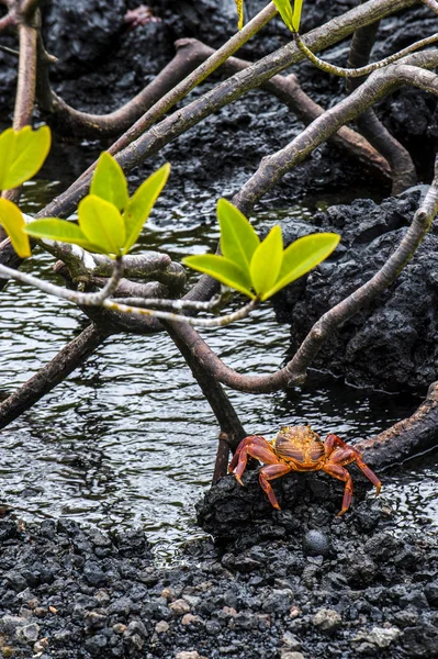 サリー ライトフット鉱石レッドクリフ カニカニ ガラパゴス諸島から, — ストック写真