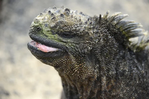 Galapagos Marine Iguana — Stock Photo, Image