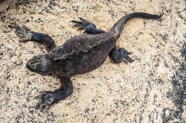 Galapagos Marine Iguana — Stock Photo, Image