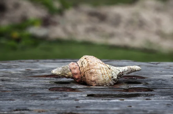 Ocean shell on the old board, corroded by sea salt — Stock Photo, Image