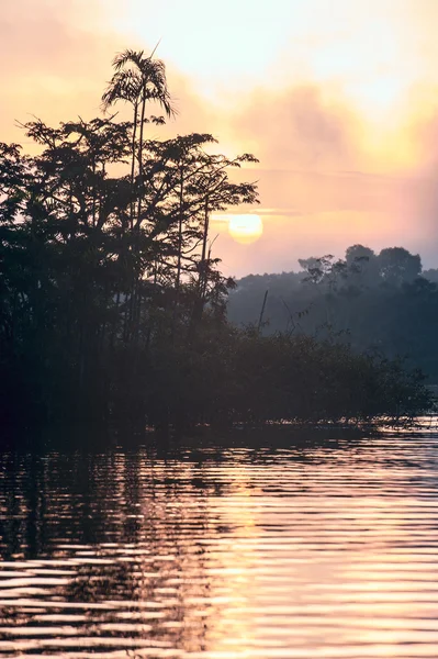 Mattina presto nella foresta pluviale amazzonica. Lago di Cuyabeno — Foto Stock