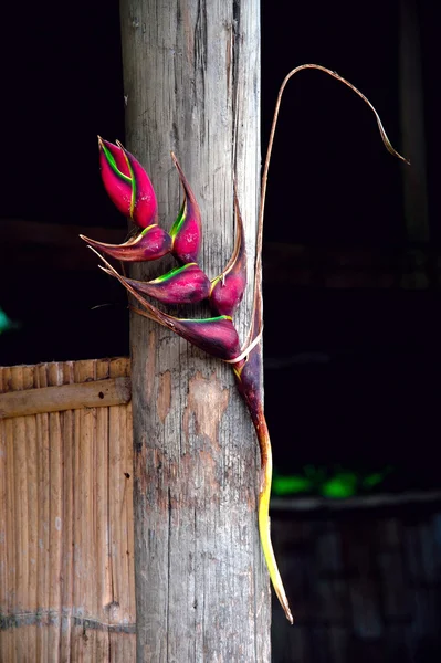 Heliconia virág díszített bambusz kunyhó — Stock Fotó