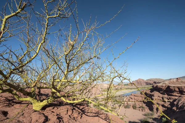 Cafayate, Salta, Argentyna — Zdjęcie stockowe