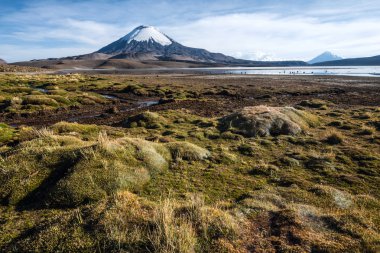 Lake Chungara, Şili yansıyan Parinacota volkan kar maskeli