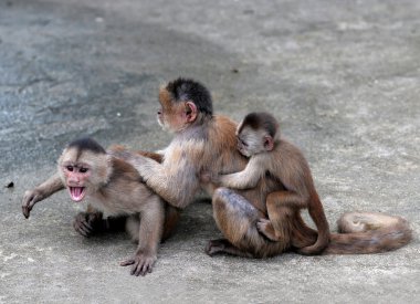 Capuchin maymunu Misahualli şehir, Amazon, Ecuador