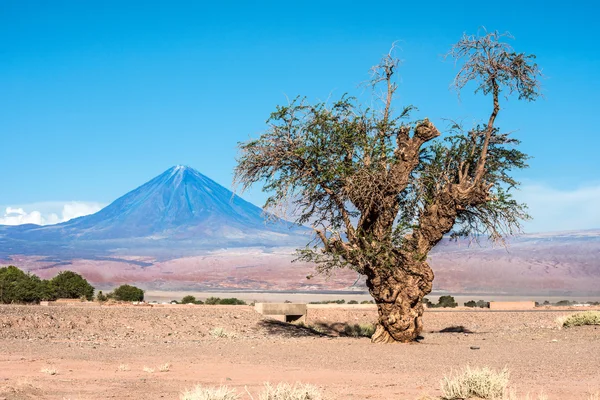 Stare drzewo przedniej części wulkanu Licancabur, Pustyni Atacama w Chile — Zdjęcie stockowe