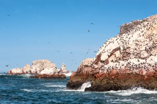 Wyspy Ballestas, Rezerwat Narodowy Paracas - "Galapagos Peru — Zdjęcie stockowe