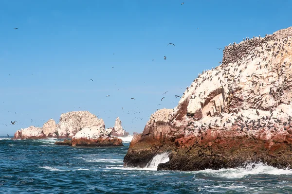 Isole Ballestas, Riserva Nazionale di Paracas - "Galapagos del Perù — Foto Stock