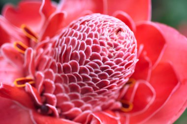 Meşale zencefil, ormandan Phaeomeria Magnifica bitki