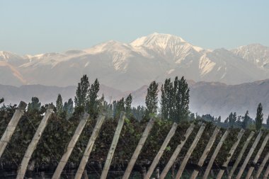 Early morning in the vineyards in Maipu, Argentine province of Mendoza clipart