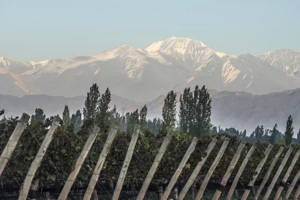 Early morning in the vineyards in Maipu, Argentine province of Mendoza — Stock Photo, Image