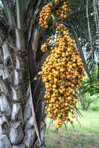 Butia palm, Uruguay — Stock Photo, Image