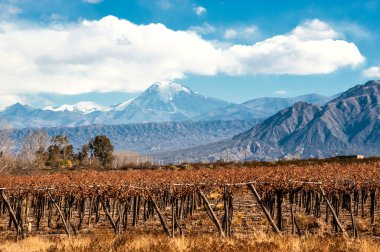 Volcano Aconcagua and Vineyard, Argentine province of Mendoza clipart