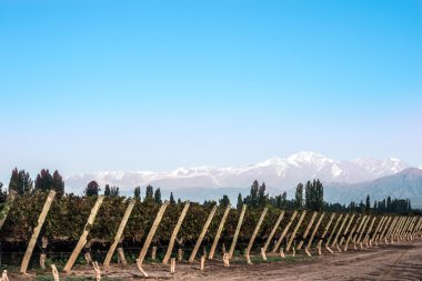 Early morning in the vineyards. Volcano Aconcagua Cordillera clipart