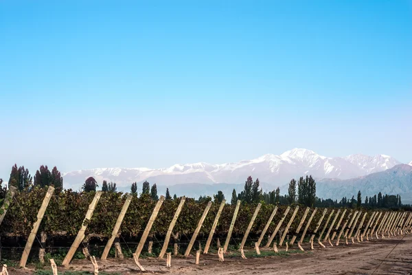 Vroege ochtend in de wijngaarden. Vulkaan Aconcagua Cordillera — Stockfoto