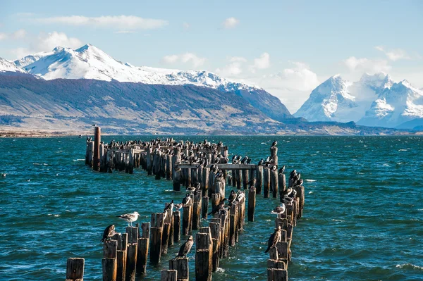 Kral karabatak koloni, eski Dock, Puerto Natales