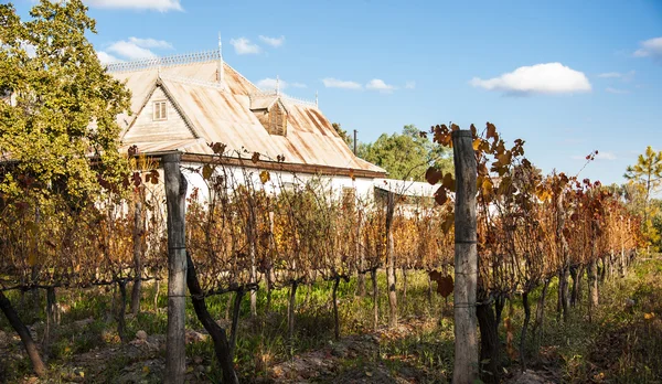 Solrig efterår Vineyard - Stock-foto