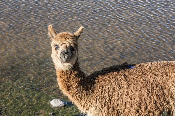 看着摄像机，秘鲁阿雷基帕的开朗可爱羊驼 — 图库照片