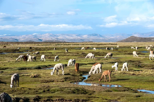라마, alpacas는 아레 키 파, 페루 근처 로열티 프리 스톡 사진