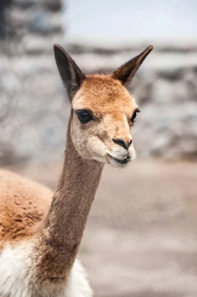 Cheerful adorable vicunia looking at the camera, Peru — Stock Photo, Image