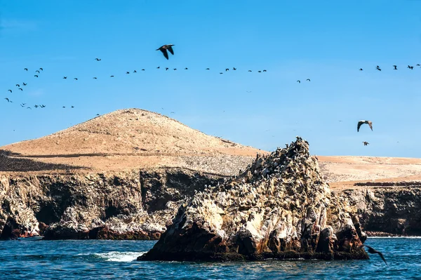 Ballestas 섬, 페루에서 파라 카스 국립 예약 스톡 사진