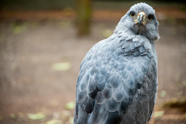 Gekrönter einzelner Adler, puerto iguazu, südamerika — Stockfoto