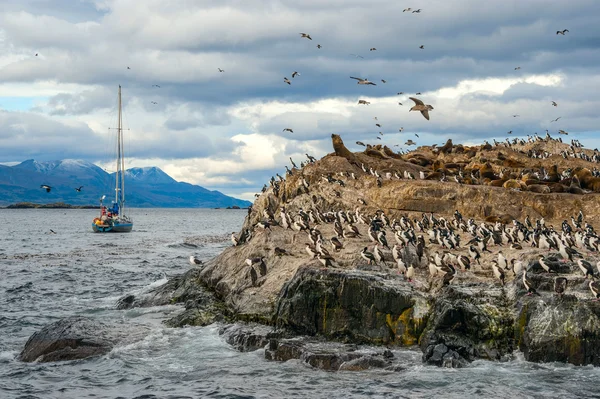 King skarv koloni, Beagle Channel, Argentina - Chile — Stockfoto