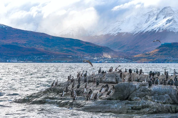 King skarv koloni, Beagle Channel, Argentina - Chile — Stockfoto