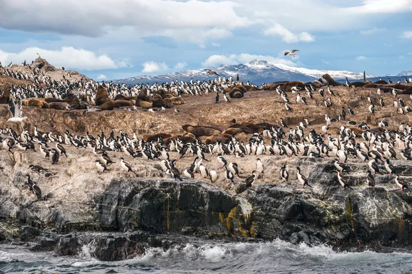 Colonia di King Cormorant, Beagle Channel, Argentina - Cile — Foto Stock