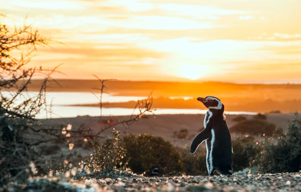 Magellanische Pinguine, sehr früher patagonischer goldener Morgen — Stockfoto