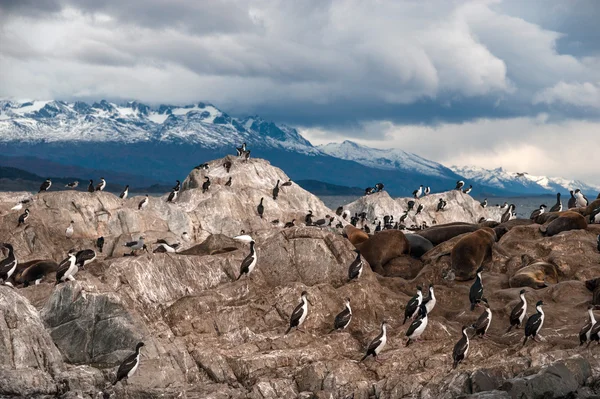 Król siedzi Kolonia kormoranów na wyspie na kanał beagle — Zdjęcie stockowe