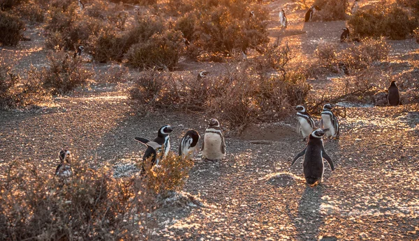 Magelhaense pinguïns, heel vroeg Patagonische gouden ochtend — Stockfoto