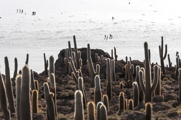 Isla de Pescadores, Lago Salado Uyuni en Bolivia — Foto de Stock