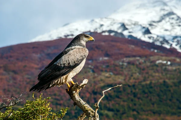 Parco Nazionale Torres del Paine nel sud del Cile — Foto Stock