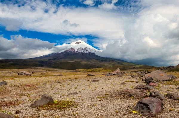 Volcán Cotopaxi sobre la meseta, Altiplano Andino del Ecuador —  Fotos de Stock
