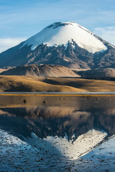 Snow capped Parinacota Volcano over the Lake Chungara, Chile — Stock Photo, Image