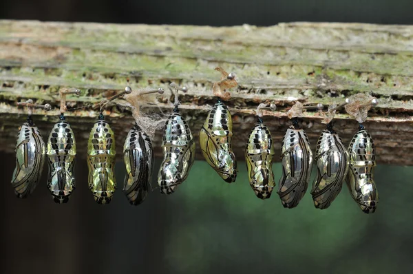 Rows of butterfly cocoons — Stock Photo, Image