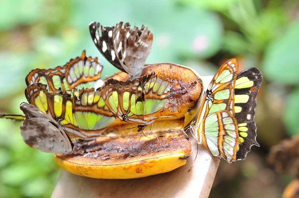 Schmetterlinge auf der Banane, ecuador — Stockfoto