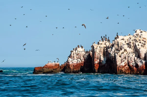 Ballestas Inseln, Paracas Nationalreservat. Peru — Stockfoto