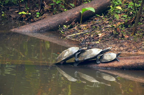 Amazonian River Turtles on the log — Stock Photo, Image