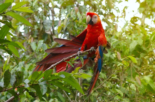 Papegøye Macaw - Ararauna i regnskogen – stockfoto